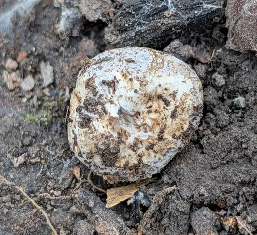 undefined (Hymenogaster spp.)