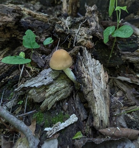 undefined (Agrocybe acericola)