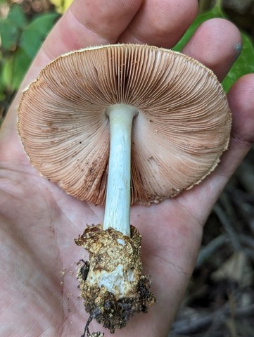 Silky Rosegill (Volvariella bombycina)