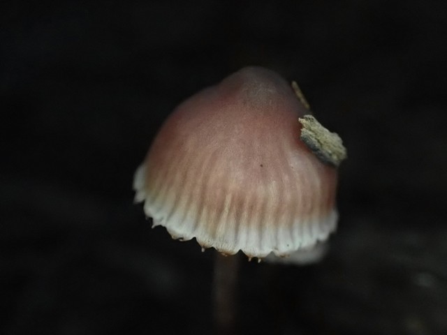 Bleeding Fairy Helmet (Mycena haematopus)