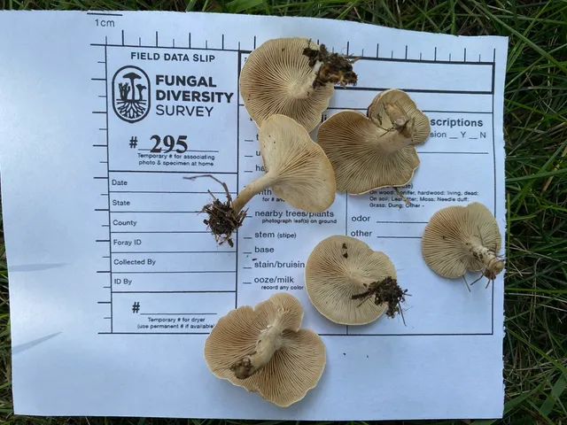 Fool's Funnel (Collybia rivulosa)