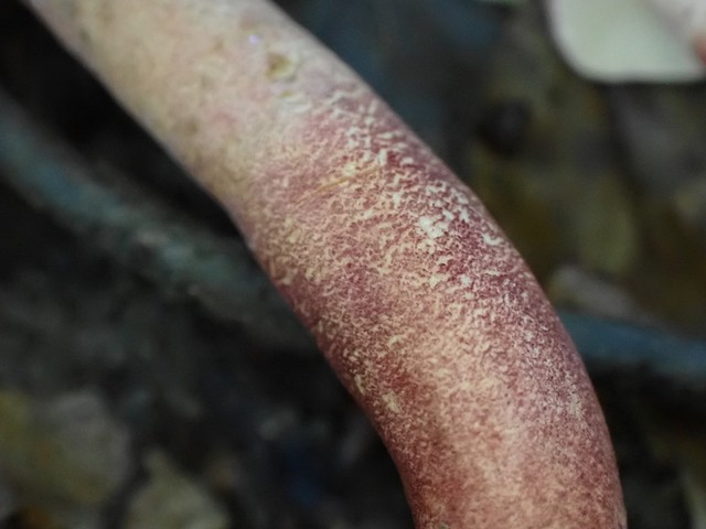 Red Gyroporus (Gyroporus purpurinus)