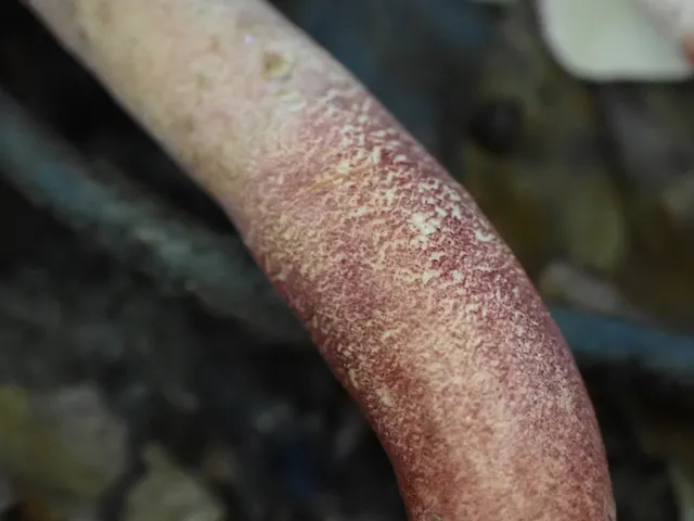 Red Gyroporus (Gyroporus purpurinus)