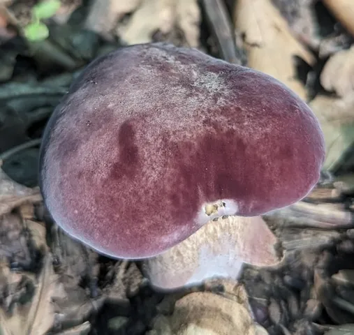 Reddish Brown Bitter Bolete (Tylopilus rubrobrunneus)