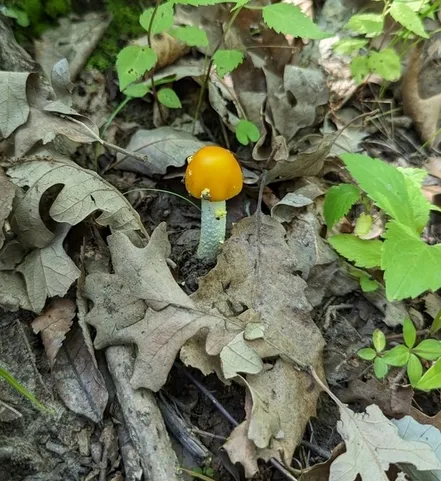 Yellow Patches (Amanita flavoconia)