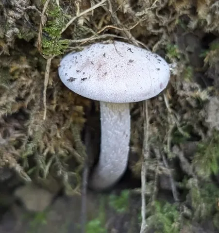 Purple-and-white Deceiver (Laccaria ochropurpurea)