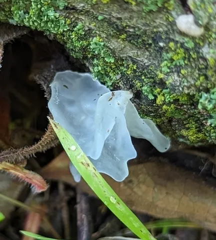 Snow Fungus (Tremella fuciformis)