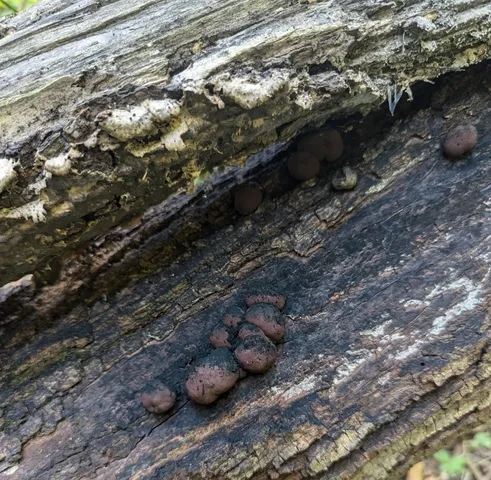 undefined (Daldinia childiae)