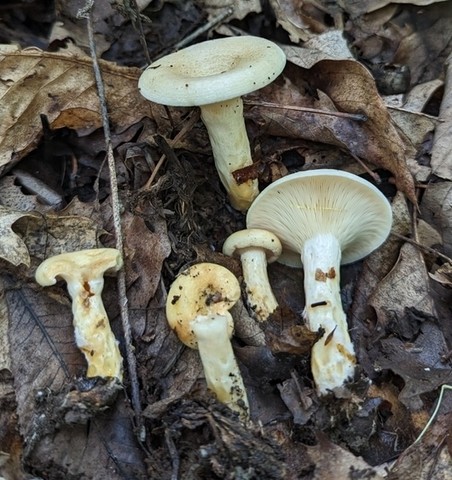 Yazoo Lactarius (Lactarius yazooensis-IN01)