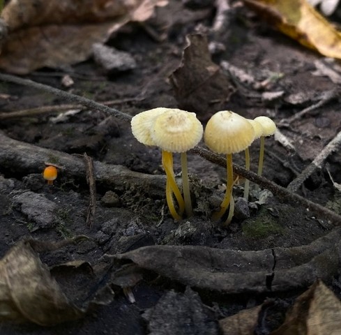 Walnut Mycena (Mycena crocea)