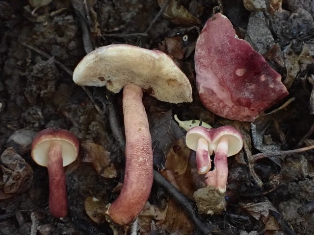 Red Gyroporus (Gyroporus purpurinus)