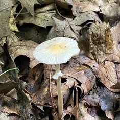 Wrinkled Fieldcap