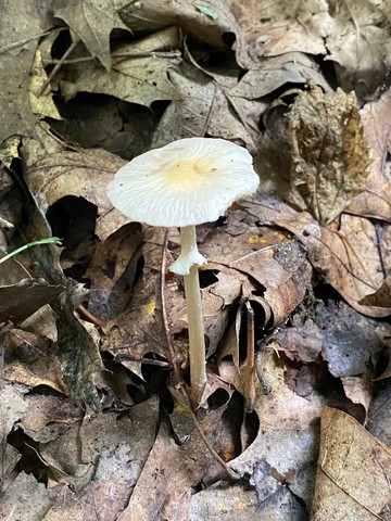 Wrinkled Fieldcap (Agrocybe rivulosa)