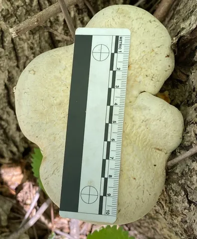 Lynx Paw Oyster (Pleurotus levis)