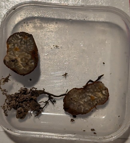undefined (Pachyphlodes carnea)