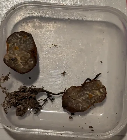 undefined (Pachyphlodes carnea)