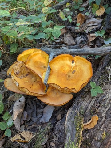 Eastern American Jack-o'-lantern (Omphalotus illudens)