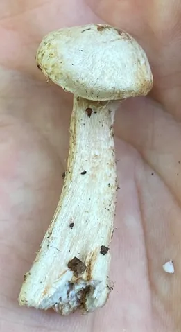 undefined (Cortinarius subpulchrifolius)