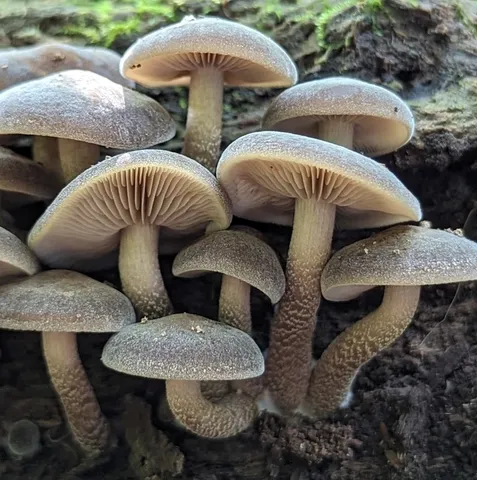 Scaber Stem Fieldcap (Agrocybe firma)