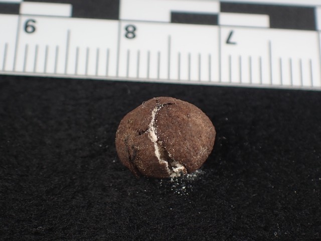 undefined (Elaphomyces sp.)