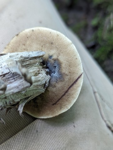 Blue-Staining Oak Leccinellum (Leccinellum quercophilum)