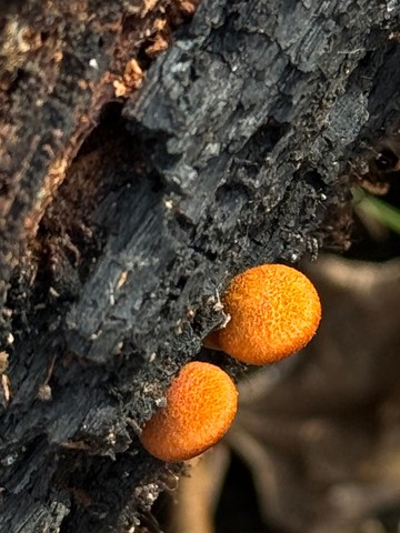 Rustgills And Gyms (Gymnopilus spp.)