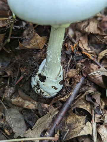 Great Felt Skirt Destroying Angel (Amanita magnivelaris)