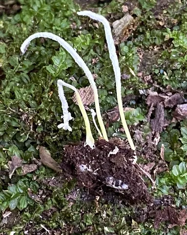 Slinder-Footed Cordyceps (Cordyceps tenuipes)