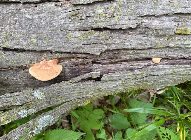 Tender Nesting Polypore (Hapalopilus rutilans)