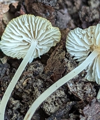 Eastern Tangerine Athena (Atheniella leptophylla)