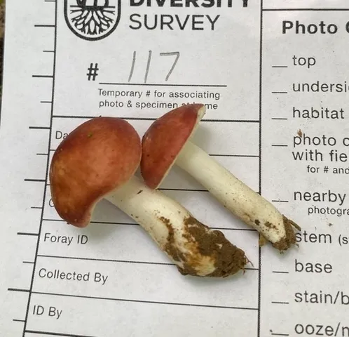 undefined (Russula sp-IN1)