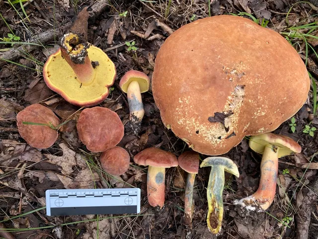 Lanmaoa pseudosensibilis