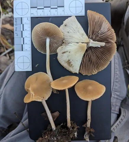 Unidentified Psathyrella (Psathyrella spp.)