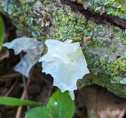 Snow Fungus (Tremella fuciformis)