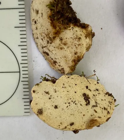 undefined (Perenniporia ohiensis)