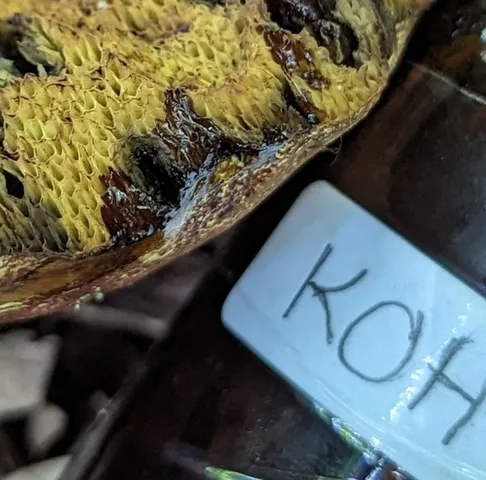 undefined (Hortiboletus sp-IN03)