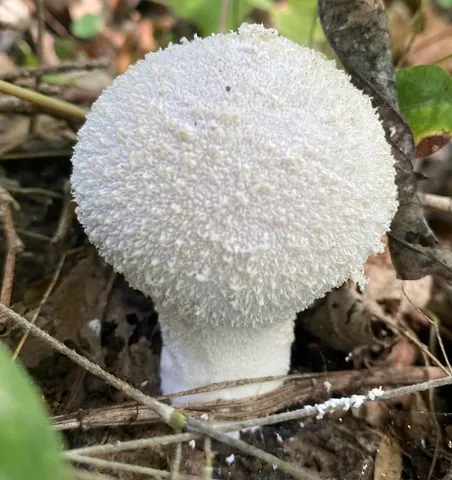 Lycoperdon sp-NY02