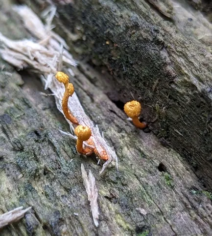 Cheeto Cordyceps (Ophiocordyceps variabilis)