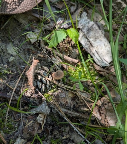 Earpick Fungus (Auriscalpium vulgare)