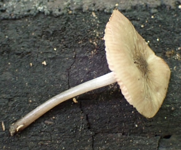 Veined Shield (Pluteus thomsonii-IN03)