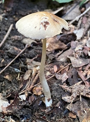 Pale Brittlestem (Candolleomyces candolleanus)