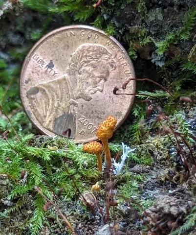 Cheeto Cordyceps (Ophiocordyceps variabilis)