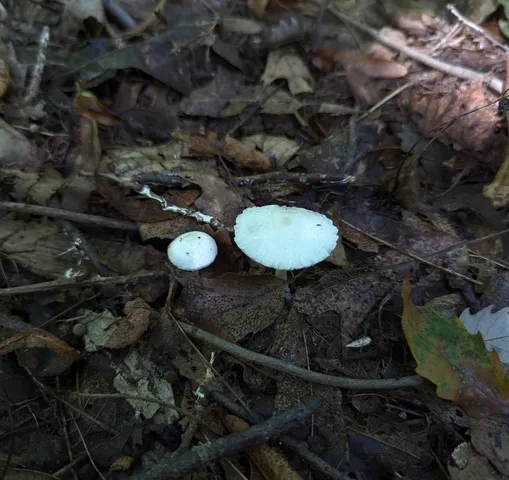 undefined (Leucoagaricus sp. 'IN03')