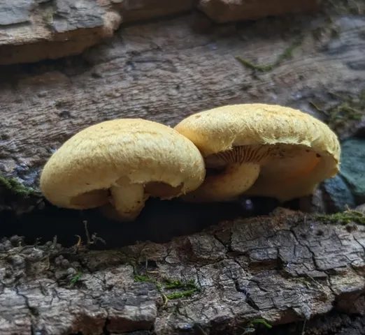 (Pleuroflammula)