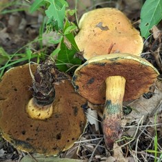 American Lurid Bolete