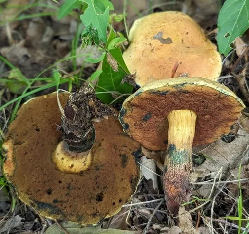 Suillellus ameriluridus