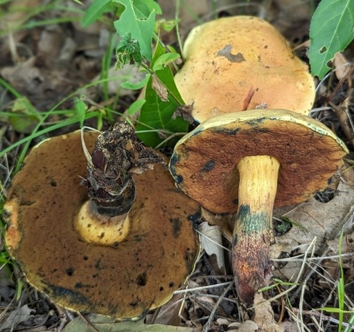 American Lurid Bolete (Suillellus ameriluridus)