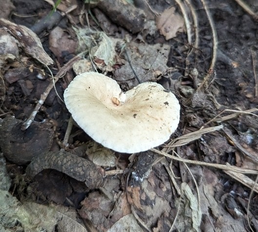 null (Lactarius subplinthogalus)