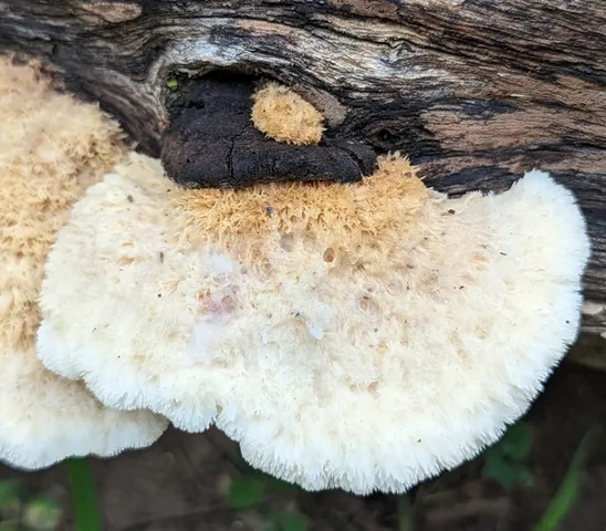 Donkia pulcherrima