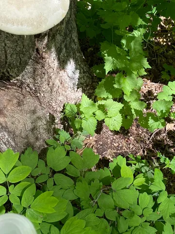 Lynx Paw Oyster (Pleurotus levis)